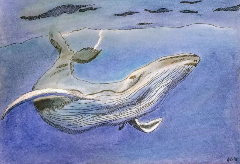 A diving whale just beneath a sea surface.
